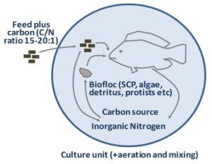 Optimizing Tilapia Biofloc Technology Systems Part Responsible