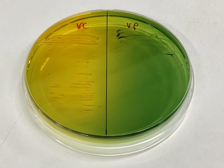 An Update On Vibriosis The Major Bacterial Disease Shrimp Farmers Face