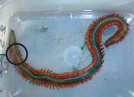 Producing ragworms for shrimp broodstock maturation - Responsible