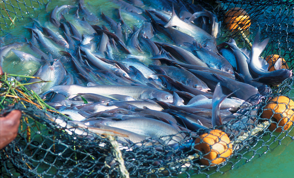 Catfish genetics and breeding - Responsible Seafood Advocate