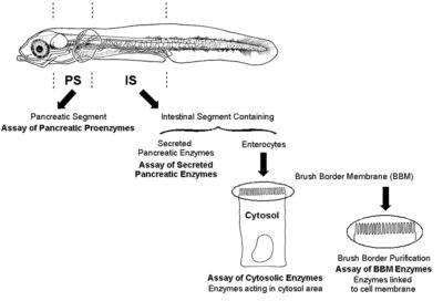 Formulated diets: Replacement for live food in marine fish larvae ...