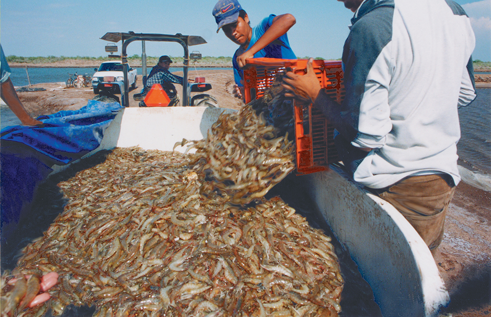 Partial harvesting: A smart strategy for shrimp farmers - Responsible  Seafood Advocate