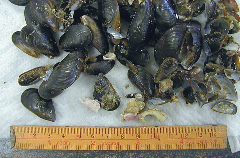 Article image for Blue mussel extracts stimulate flounder feeding