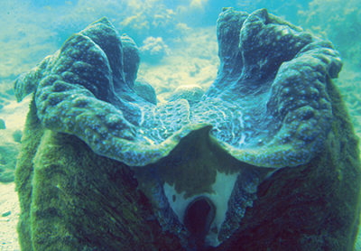 Giant clam mariculture - Responsible Seafood Advocate