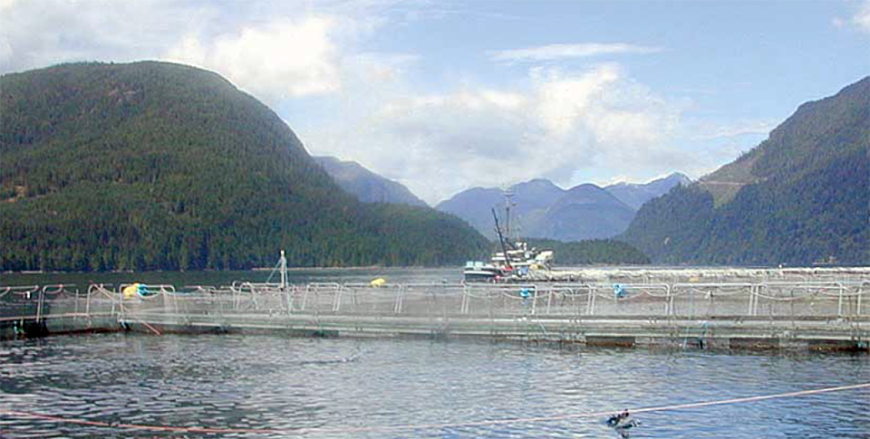 Best management practices for salmon feeds - Responsible Seafood Advocate