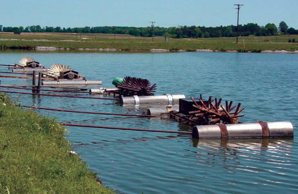 Limits of catfish production in ponds - Responsible Seafood Advocate