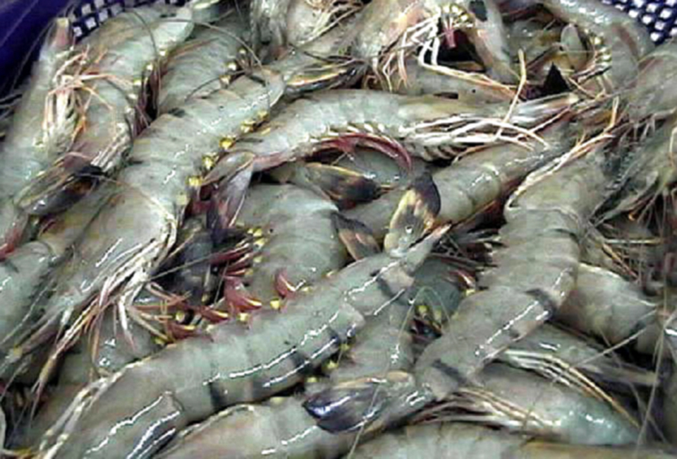 Shrimp farming in Bangladesh - Responsible Seafood Advocate
