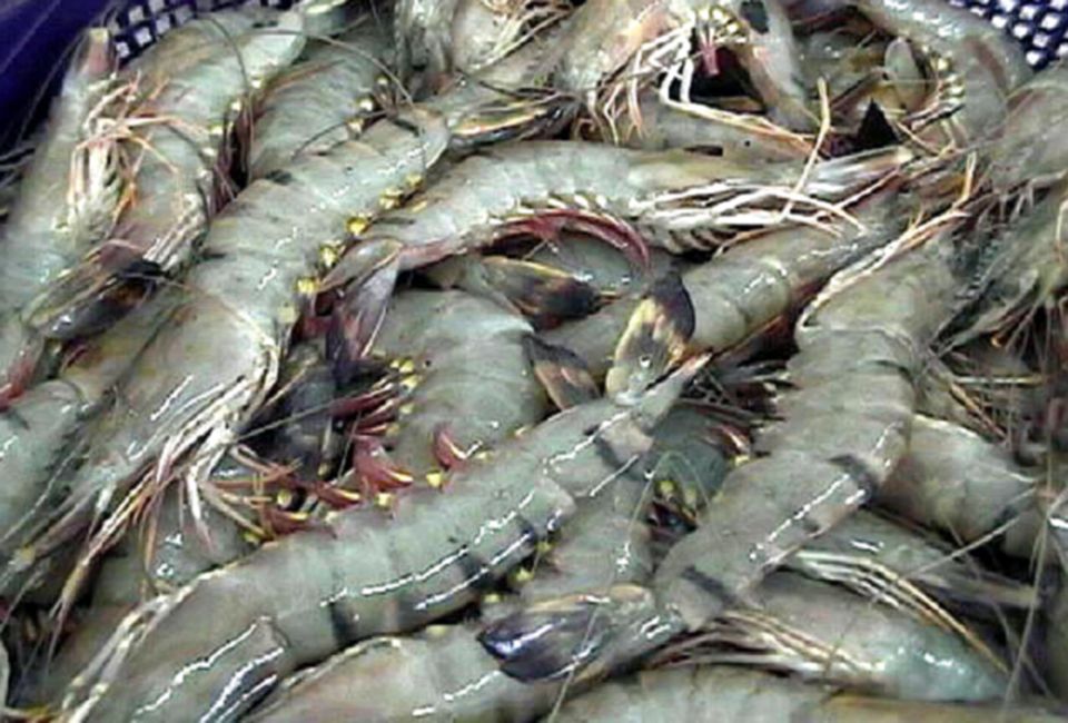 www.globalseafood.org