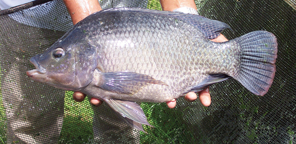 DNA markers help manage Nile tilapia stocks - Responsible Seafood Advocate