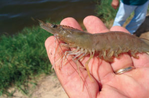 Why shrimp cannot be vaccinated