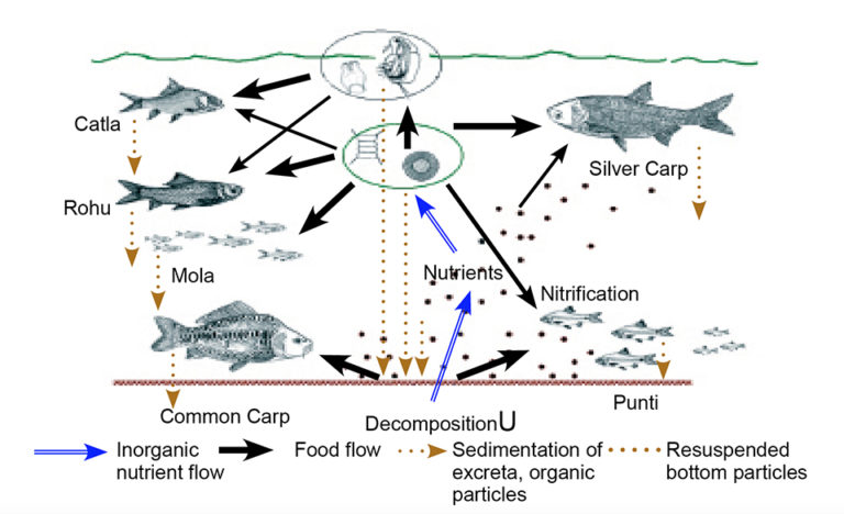 Joint culture of carps in Bangladesh - Responsible Seafood Advocate