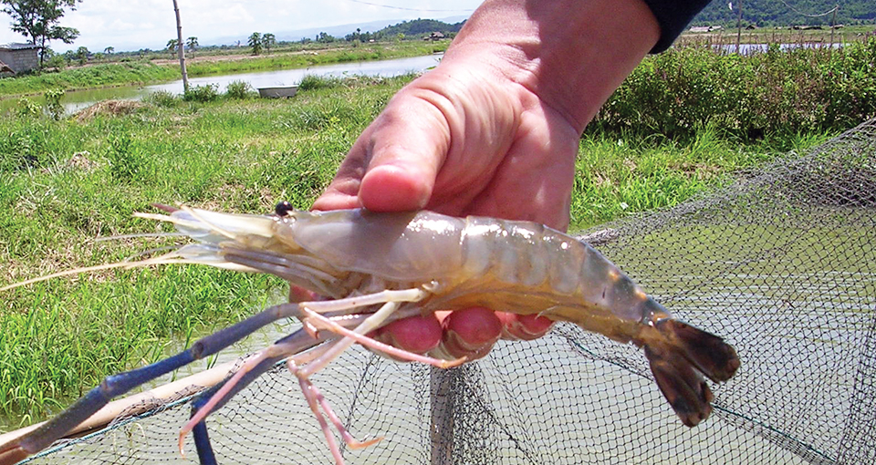 Freshwater prawn farming in Thailand - Responsible Seafood Advocate