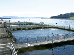 Quality parameters in farmed Atlantic salmon