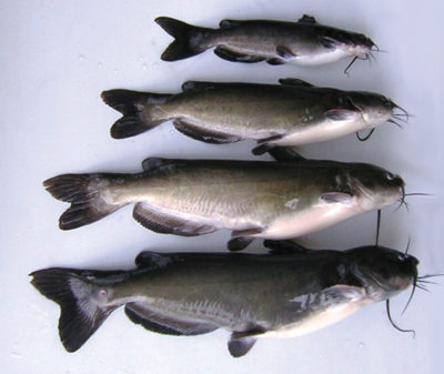 Temperature cycles induce early maturation in channel catfish ...