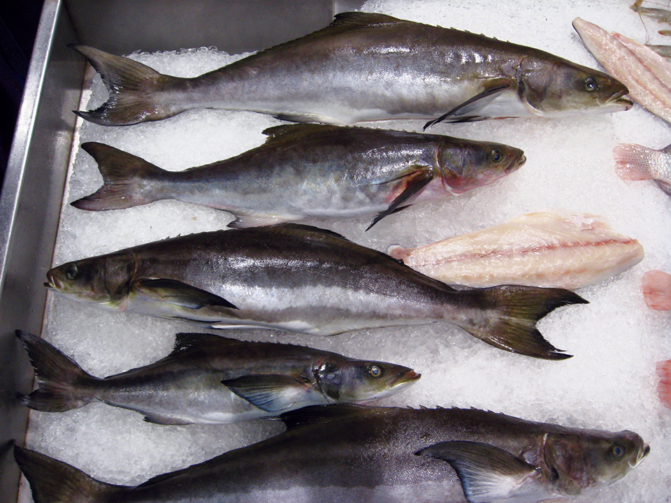 caribbean cobia fish