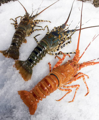 Genetics, environment define crustacean color - Responsible Seafood ...