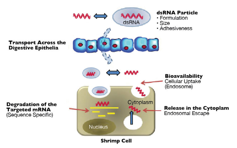 Article image for Studies seek oral delivery of RNAi-based therapeutics for shrimp