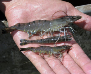 Disease and shrimp farming