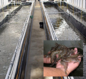 Study: Lower biofloc concentration may improve shrimp production