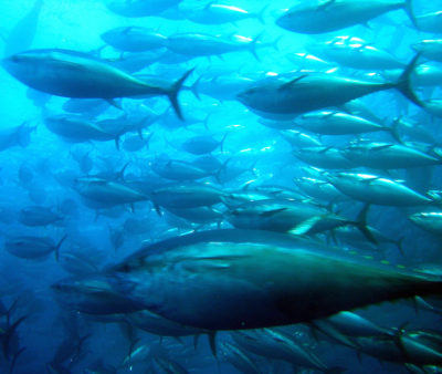 Public opinions pose barriers for tuna consumption - Responsible ...