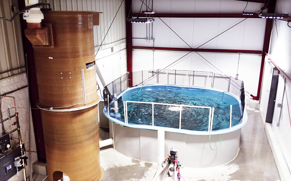 The Freshwater Institute’s purge system utilizes partial water reuse without a biofilter.