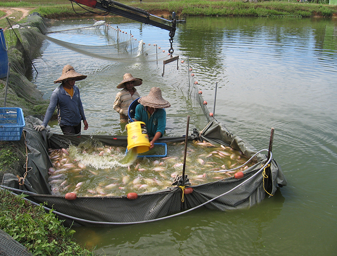 Fisheries and aquaculture: Sister activities with a common goal -  Responsible Seafood Advocate