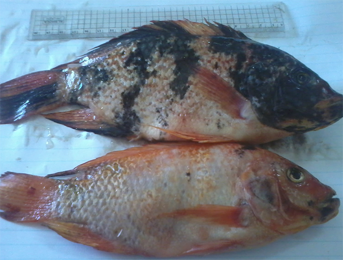Article image for Genetic improvement aids red tilapia growth in Egypt