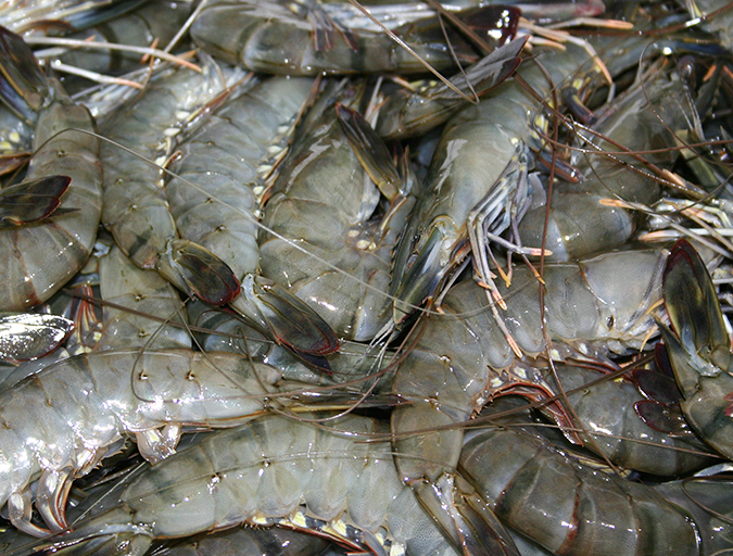 Article image for The proper use of brine to freeze shrimp, part 1