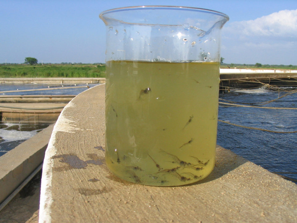 Building A Better Shrimp Nursery Part Responsible Seafood Advocate