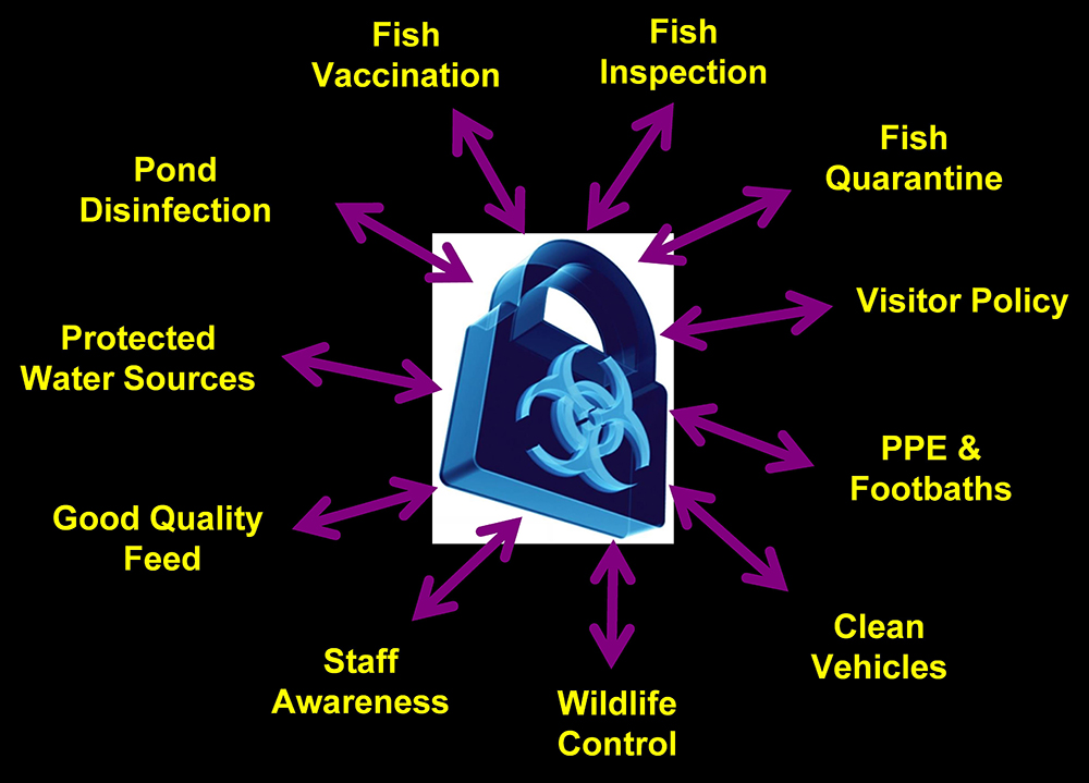 Biosecurity Practices On Fish Farms Need Beefing Up - Responsible ...