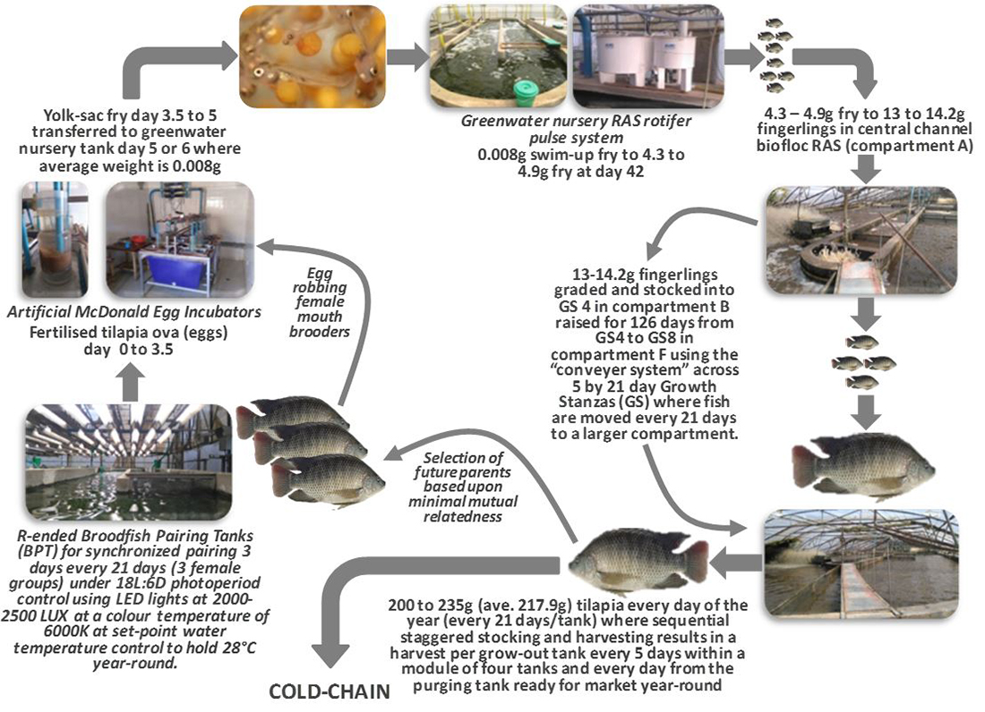 Optimizing tilapia biofloc technology systems, part 1 - Responsible ...