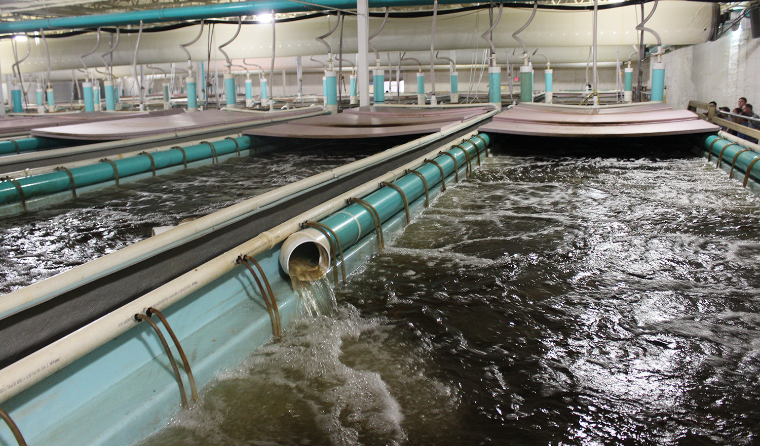 Qué hacer con las hiper- tiendas desocupadas? Convertirlas en granjas de  peces - Responsible Seafood Advocate