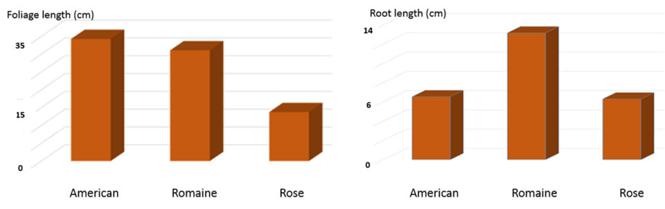 Fig. 2: Foliage and root lengths for the lettuce varieties studied.