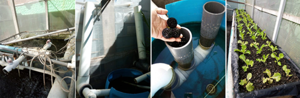 experimental aquaponics