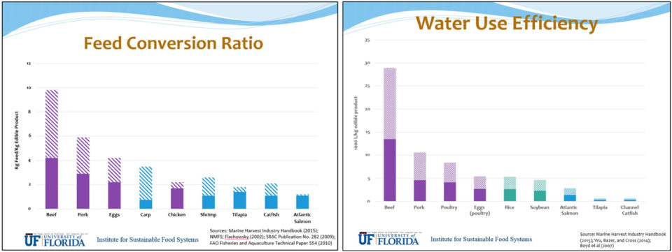 farmed seafood