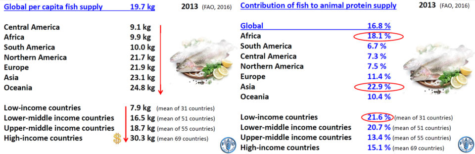 Role of fish and fishery products in the national food balance sheets.