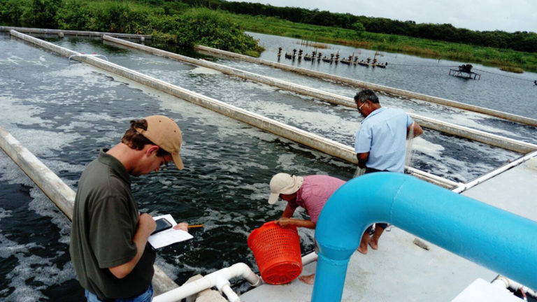 commercial-demonstration-of-in-pond-raceways-responsible-seafood-advocate