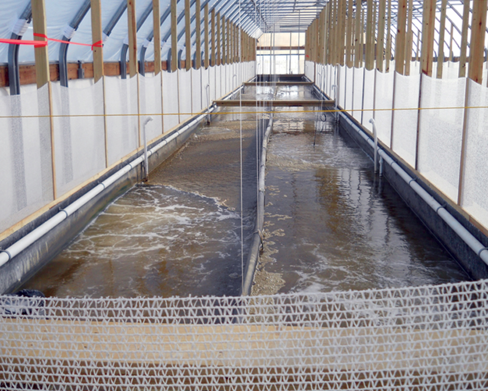 Evaluating biofloc technology for intensive culture of fathead minnows -  Responsible Seafood Advocate