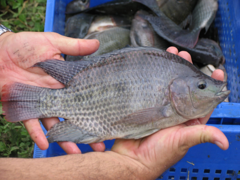 10 paths to low productivity and profitability with tilapia in sub ...