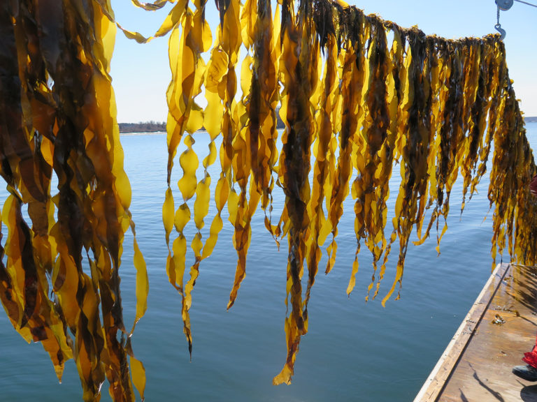 alga marina - Responsible Seafood Advocate