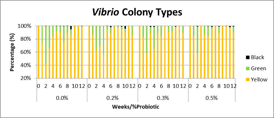 Fig. 2: Porcentaje de colonias presuntamente patógenas (verde), de Vibrio no patógenas (amarillas) y productoras de sulfuro de hidrógeno detectadas en el agua del tanque de tratamiento.
