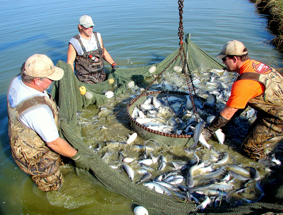 Blue catfish outproduce channel catfish under low-D.O. conditions