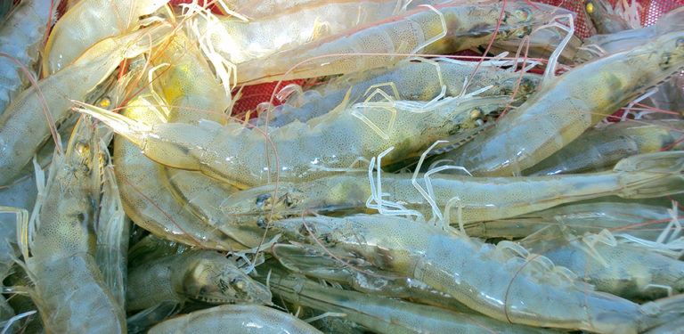 Genetics key to understanding shrimp growth rates - Responsible Seafood ...