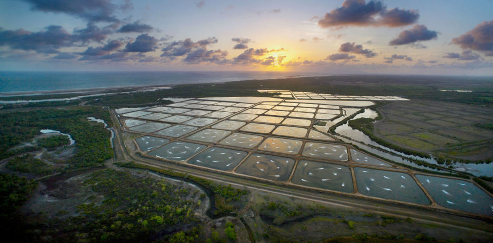 What Is The Environmental Impact Of Aquaculture?