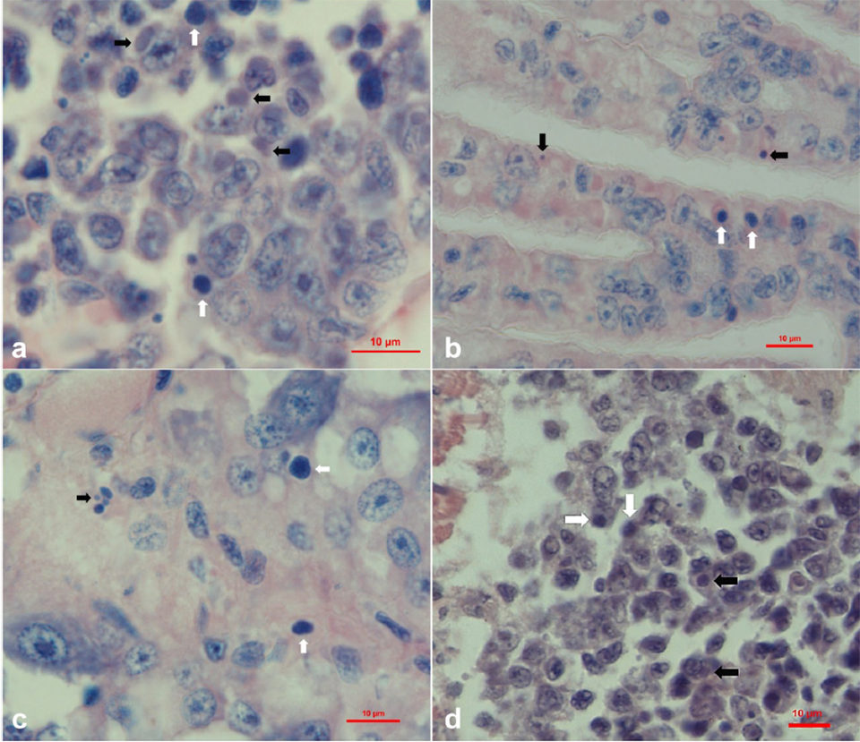 Fig. 3: Características histopatológicas de la muestra de L. vannamei fijada con alcohol-formalina y ácido acético (AFA) de Davidson 20141215 (a, c, e y d). Las flechas negras muestran las inclusiones basófilas, mientras que las flechas blancas muestran los núcleos kariopicnóticos. (a) Tinción con hematoxilina y eosina (H&amp;E) del tejido hematopoyético; (b) tinción H&amp;E de branquias; (c) tinción con H&amp;E del seno en el hepatopáncreas, y (d) tinción con H&amp;E de los periópodos. Barra, 10 μm.