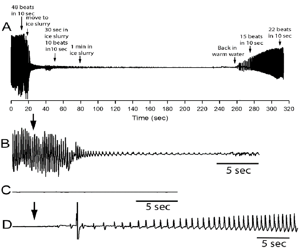 Fig. 1: Representative electrocardiography(ECG) trace obtained from a shrimp while being immersed in a sea ice slurry (below 4 degrees-C) and during recovery. (A) The ECG trace before and over the short exposure to the ice slurry as well as the return to warm water is shown. (B) The rate of change in heart rate upon immersion in a sea ice slurry bath (arrow) is rapid. Also, note the rapid decrease in the amplitude of the signal. The shrimp was transferred from one bath (30.5 degrees-C) to the ice slurry bath (below 0.4 degrees-C) within 2 seconds. The ECG trace after being in ice slurry for 1 minute and 30 seconds is shown (C). Upon moving the shrimp from ice slurry back to warm water (arrow) the rate and amplitude rapidly starts to recover (D). All traces are shown with the same gain in signal but slightly different time scales as illustrated.