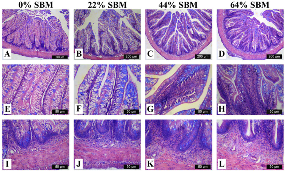 Fig. 1: Light microscopic images depicting morphological changes in distal intestine associated to inflammatory process inT. macdonaldifed with 0 percent SBM (A, E, I), 22 percent SBM (B, F, J), 44 percent SBM (C, G, K) and 64 percent SBM (D, H, L) at four weeks. Mucosal folds length trend to decreases as SBM inclusion level increases (A to D, Bar=200 μm); reduction of the supranuclear vacuoles, markedly increase in the width of lamina propria and hyperplasia of goblets cells (blue dots) in relation with SBM inclusion level (E to H, Bar=50 μm); sub-epithelial mucosa directly enlarged as SBM inclusion levels increased (I to L, Bar=50 μm). For interpretation of the references to color in this figure legend, the reader is referred to the web version of this article.