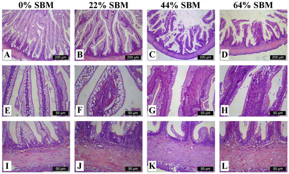 Fig. 2: Light microscopy images of the distal intestine ofTotoaba macdonaldiat eight weeks, showing morphological changes in distal intestine associated to inflammatory process in T. macdonaldi fed with 0 percent SBM (A, E, I), 22 percent SBM (B, F, J), 44 percent SBM (C, G, K) and 64 percent SBM (D, H, L) at eight weeks. Mucosal folds number and length trend to decreases as SBM inclusion level increases (A–D, Bar=200 μm) and MF of 44 percent and 64 percent showed an atrophic process; increase in the width of LP with a reduction in supranuclear vacuoles in relation with SBM inclusion level (E–F, Bar=50 μm); sub-epithelial mucosa contrary to four weeks, were shrink as SBM inclusion levels increase (I–L, Bar=50 μm).