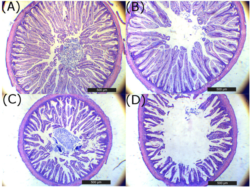 Fig. 3: Light microscopic images of the complete distal intestine ofTotoaba macdonaldifed with 0 percent SBM (A), 22 percent SBM (B), 44 percent SBM (C) and 64 percent SBM (D) at eight weeks (A–D, Bar=500 μm).