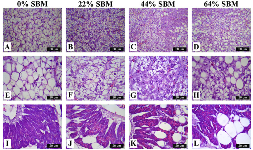 Fig. 4: Light microscopy images of the liver at eight weeks ofTotoaba macdonaldifed experimental diets with 0, 22, 44 and 64 percent SBM.